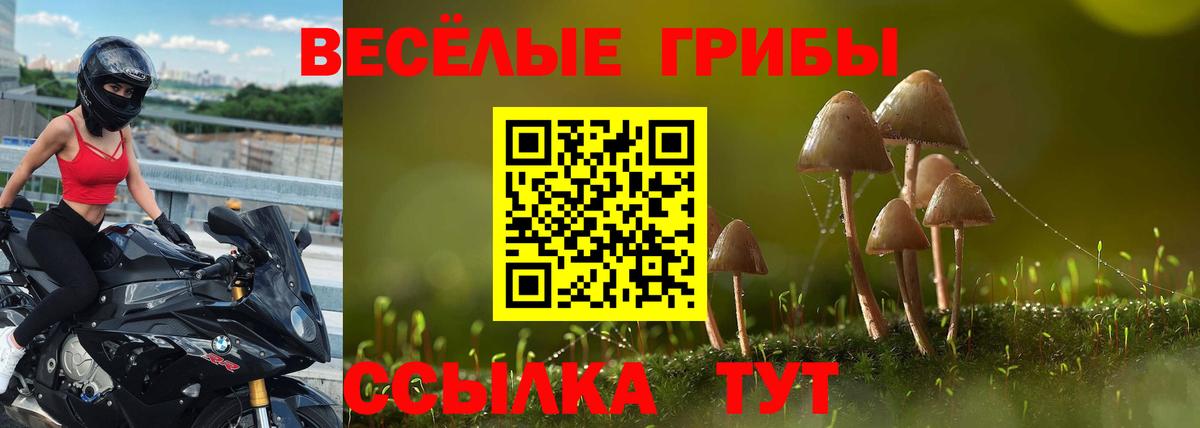 Псилоцибиновые грибы Psilocybe Волгоград